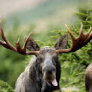 Meet your Posher, Eli